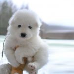 chiot-peluche-Samoyede