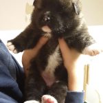 chiot-peluche-aquita