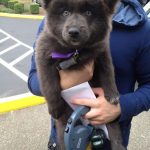 chiot-peluche-berger-allemand