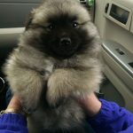 chiot-peluche-esquimau
