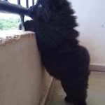 chiot-peluche-terre-neuve