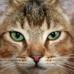 chat-abyssin-yeux