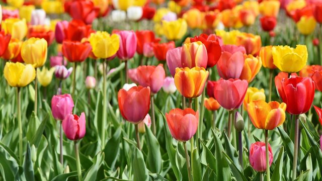 Envoyer des fleurs avec Internet