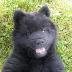 chiot-peluche-Eurasier