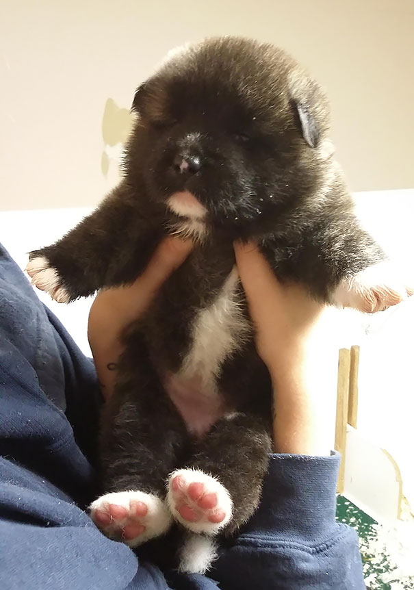 chiots qui ressemblent à des ours en peluche