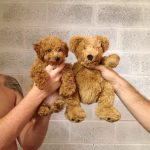 chiot-peluche-caniche