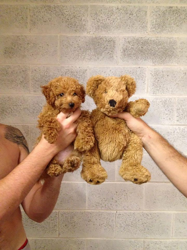 chiots qui ressemblent à des ours en peluche