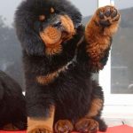 chiot-peluche-dogue-tibet