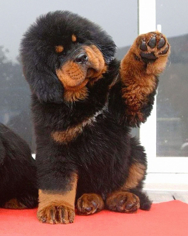 chiots qui ressemblent à des ours en peluche