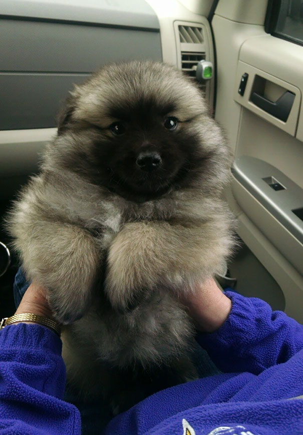 chiots qui ressemblent à des ours en peluche