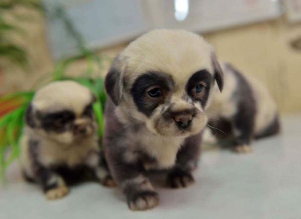 chiots qui ressemblent à des ours en peluche