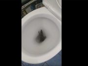 un rat surgit dans les WC