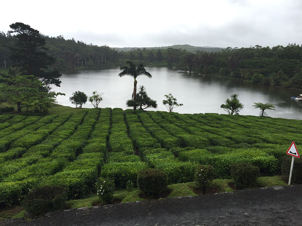 plantation de thé de l'île Maurice