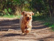 méthodes de dressage du chien